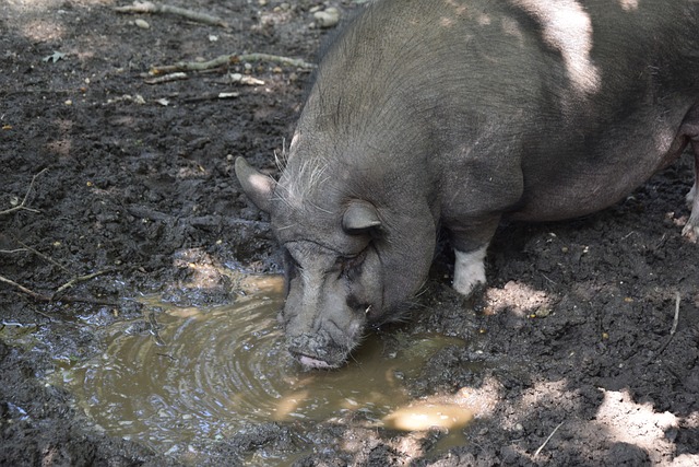 成为森林狼 成为森林狼